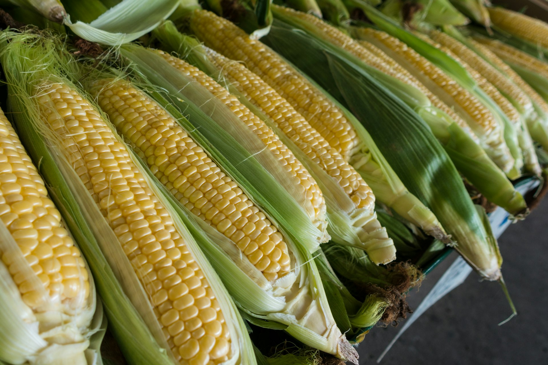 Empowering Farmers with Elite Seed Genetics